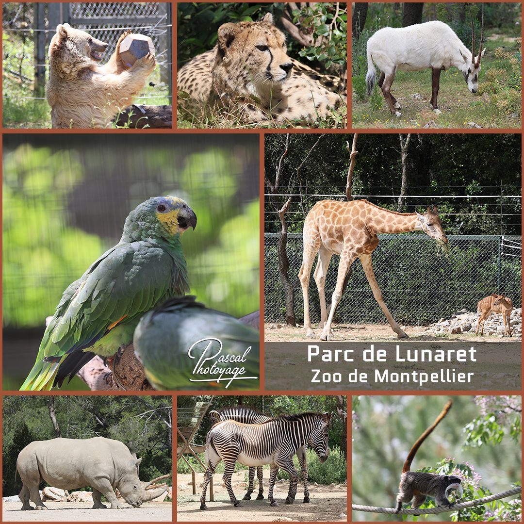56272267_zoo_de_montpellier_01_-_layout_34_1080x1080.jpg