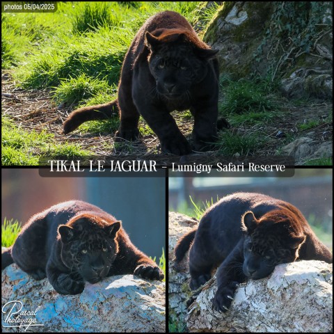 56281182_jaguar_02_-_lumigny_safari_reserve_-_layout_73.jpg