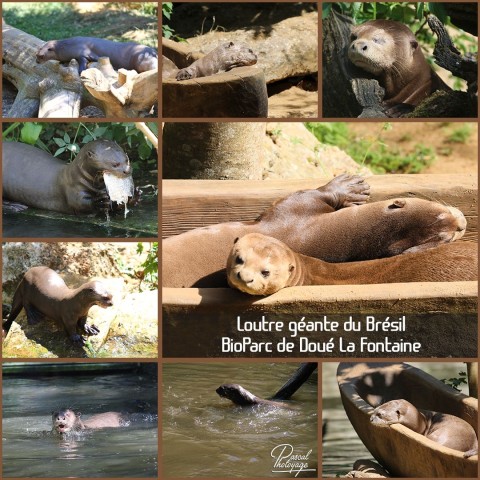 56576340_doue_la_fontaine_-_loutre_geante_du_bresil_01_-_layout_47.jpg