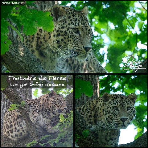 56787138_panthere_de_perse_01_-_lumigny_safari_reserve_-_layout_73.jpg