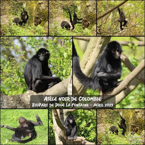 57188653_doue_la_fontaine_-_atele_noir_de_colombie_01_-_layout_34.jpg
