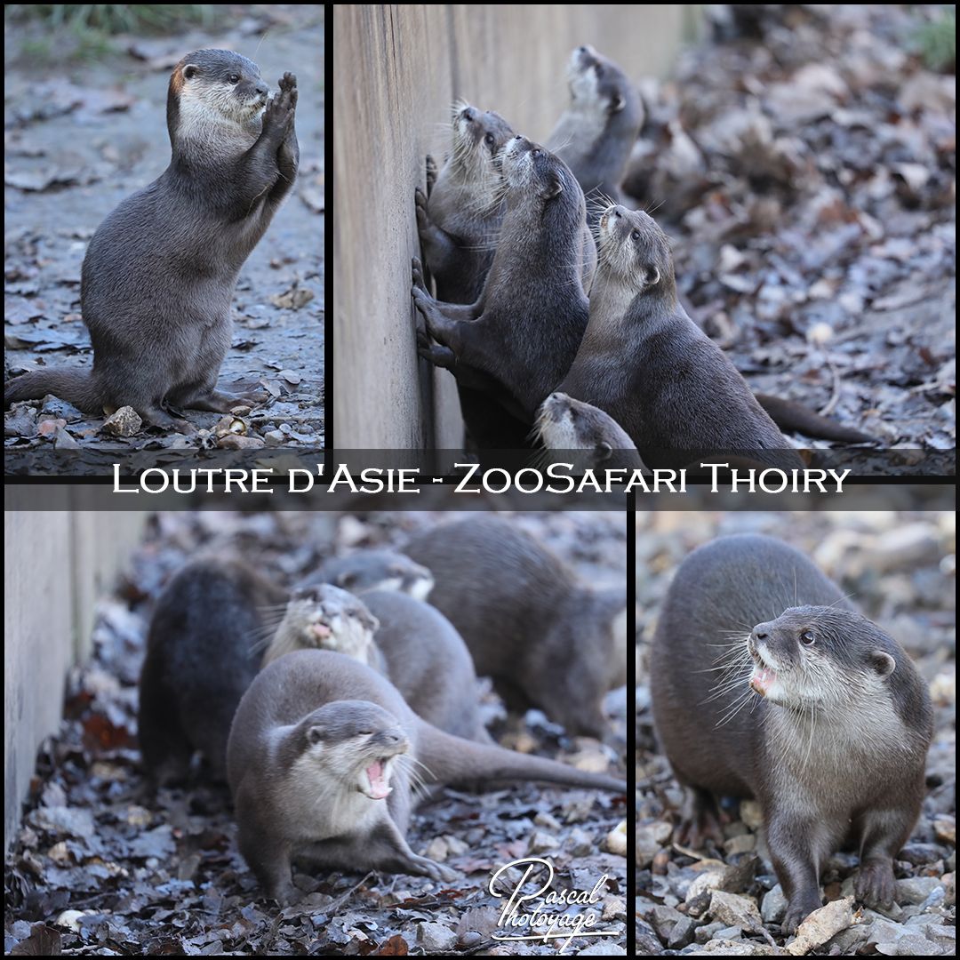 57282233_thoiry_-_loutre_d_asie_01_-_layout_09_1080x1080.jpg