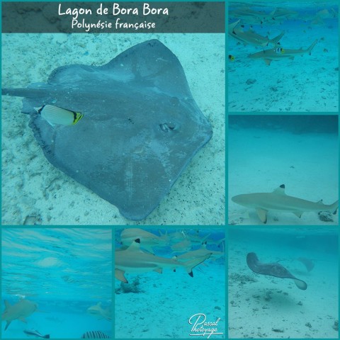 57435965_bora_bora_-_requins_et_raies_01_-_layout_30.jpg