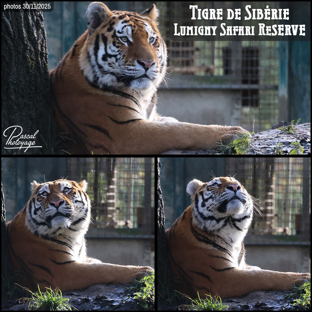65129319_tigre_de_siberie_01_-_lumigny_safari_reserve_-_layout_58_1080x1080.jpg