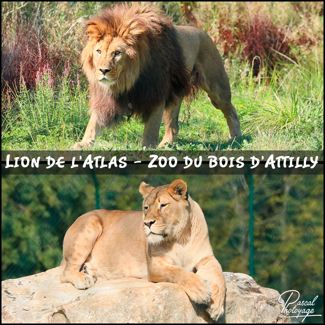 65388479_zoo_du_bois_d_attilly_-_lions_de_l_atlas_01_-_layout_52_1080x1080.jpg