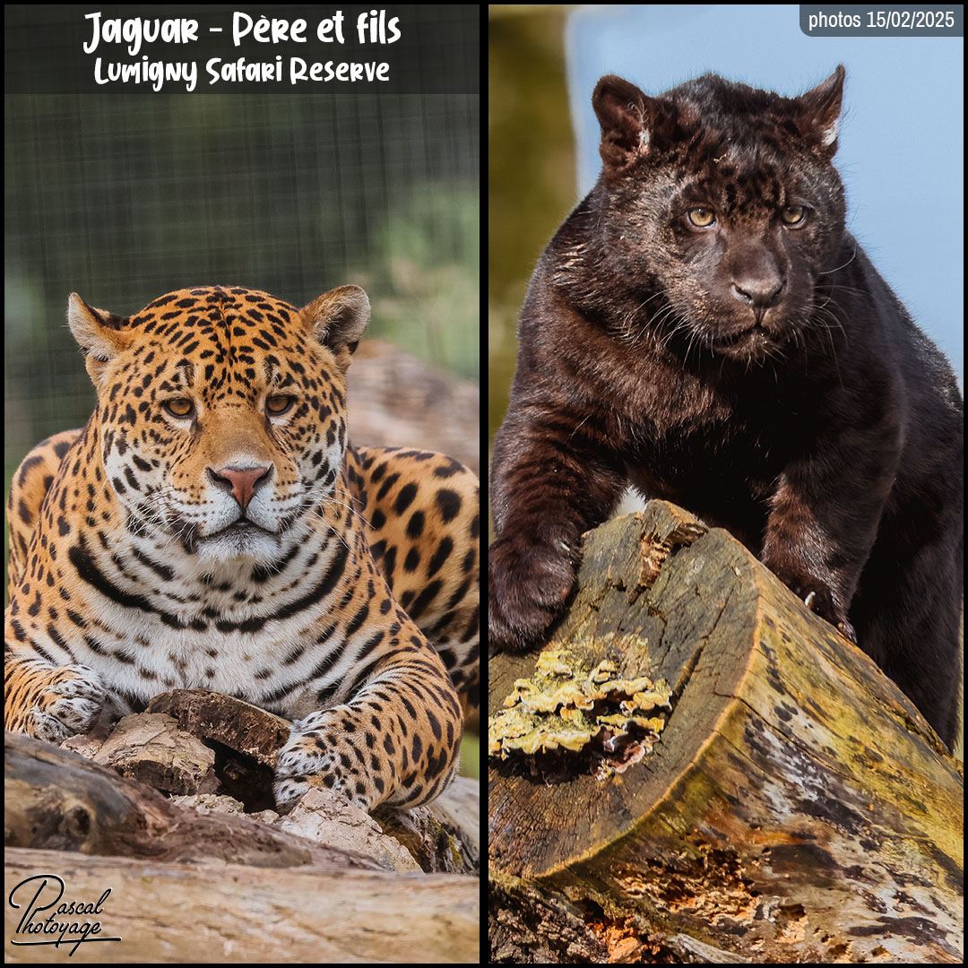 66316335_jaguar_01_-_lumigny_safari_reserve_-_layout_76_1080x1080.jpg