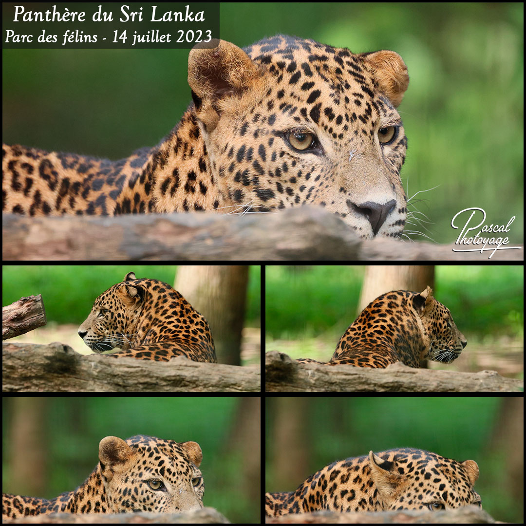 67652594_parc_des_felins_-_pantehre_du_sri_lanka_01_-_layout_56_1080x1080.jpg
