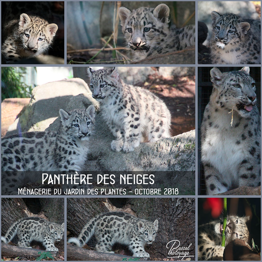 68013266_jardin_des_plantes_-_panthere_des_neiges_01_-_layout_38_1080x1080.jpg
