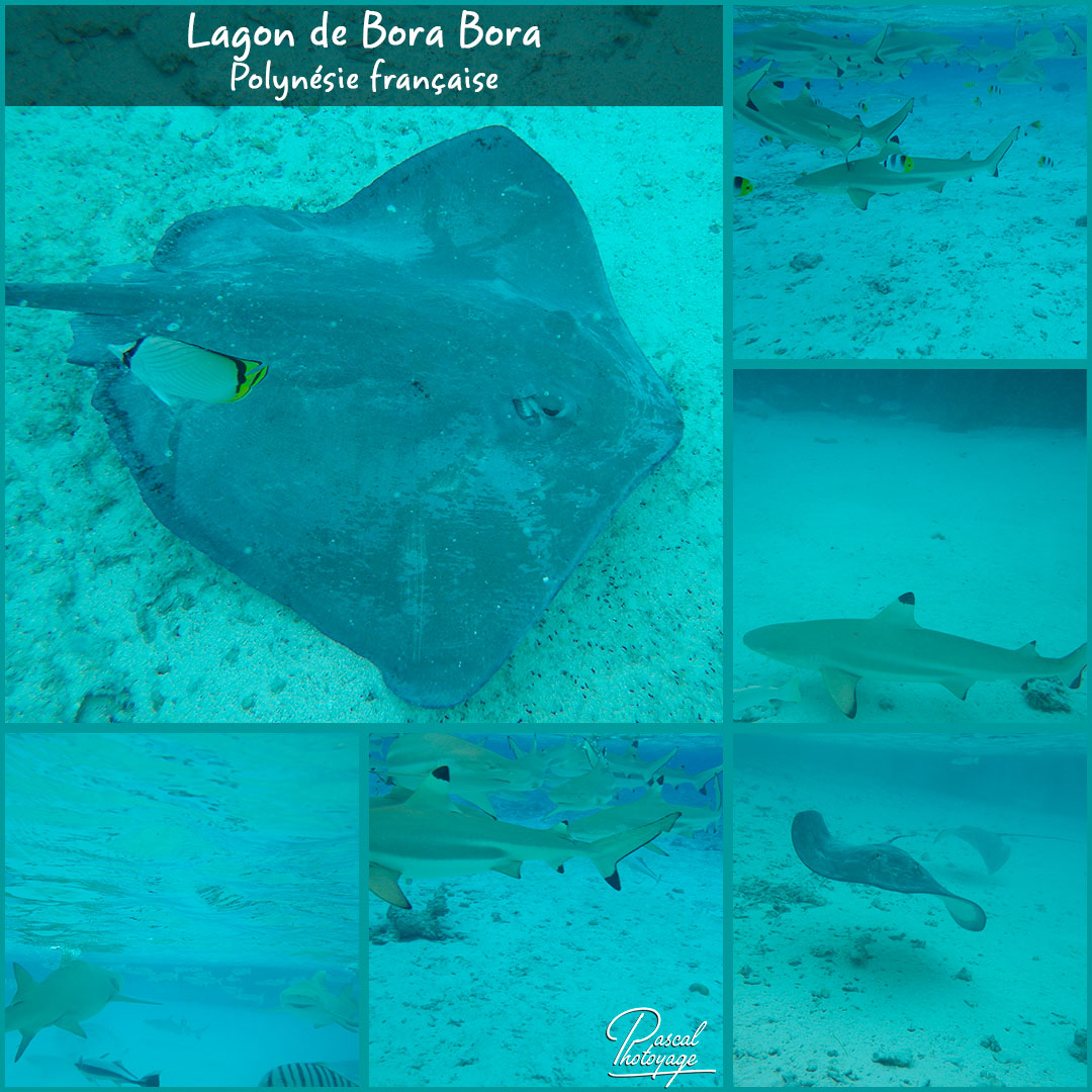 77739594_bora_bora_-_requins_et_raies_01_-_layout_30_1080x1080.jpg