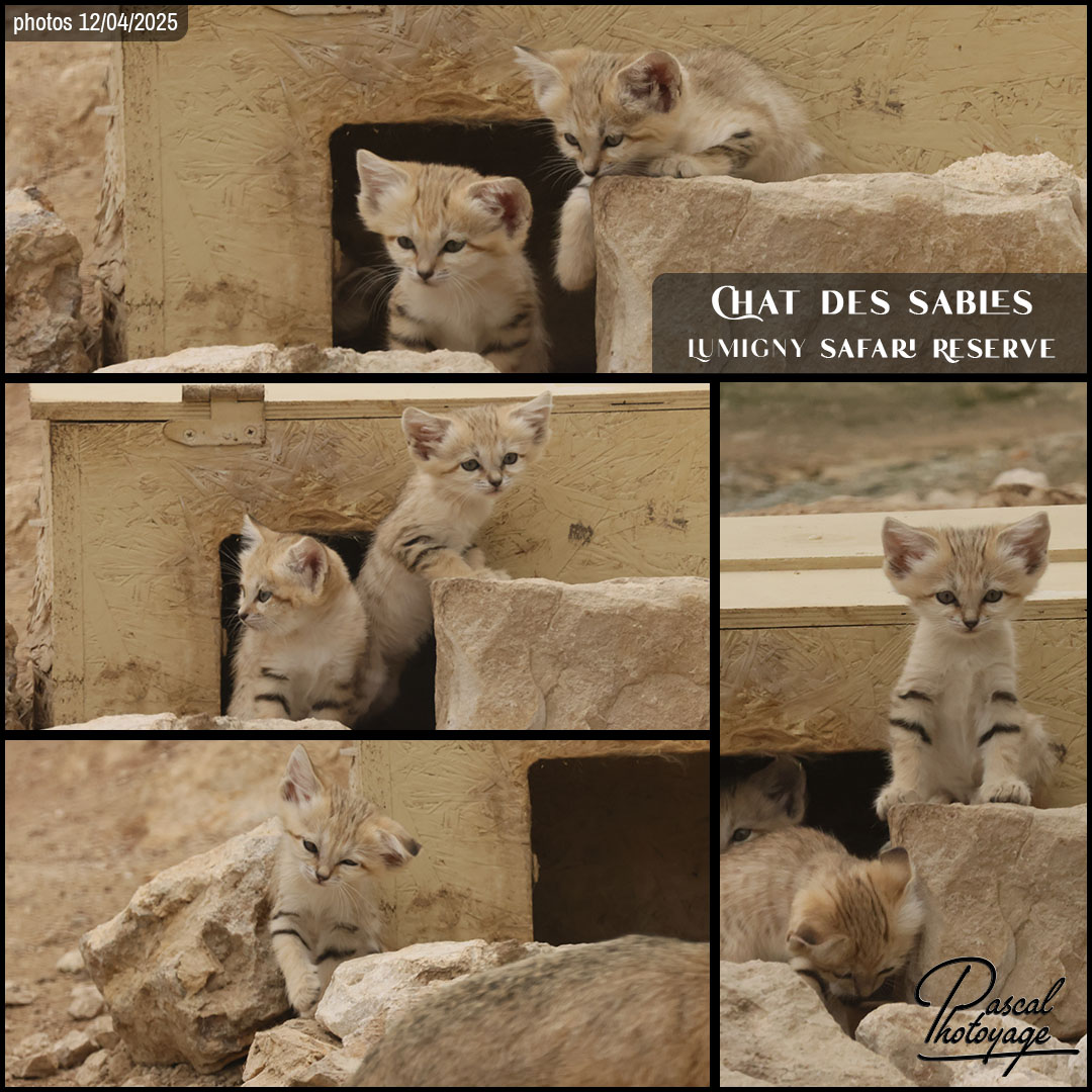 80703854_chat_des_sables_04_-_lumigny_safari_reserve_-_layout_12_1080x1080.jpg