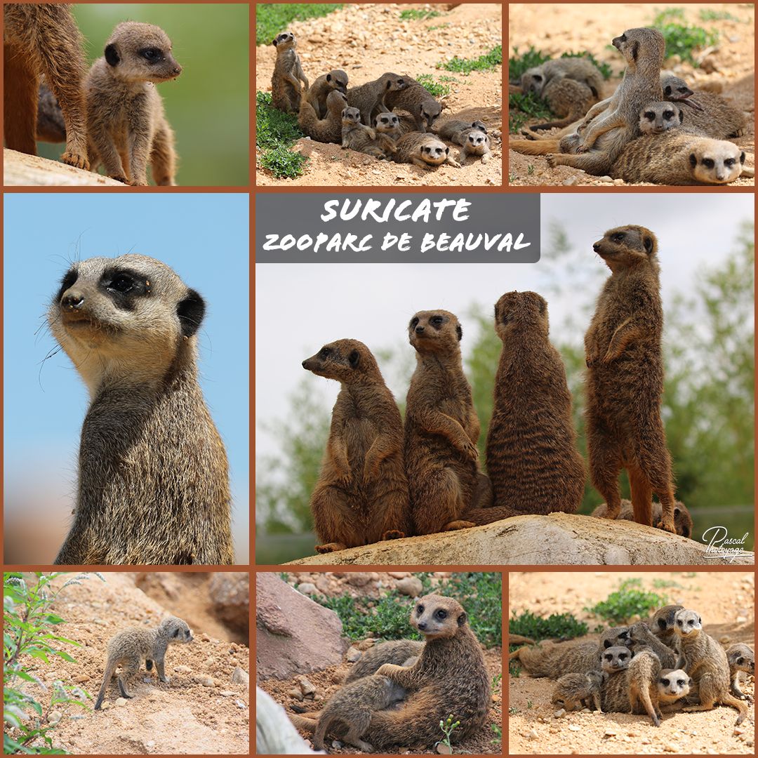 81778200_beauval_-_suricate_01_-_layout_35_1080x1080.jpg
