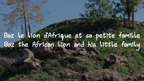 Les lions d'Afrique (BioParc de Doué La Fontaine)