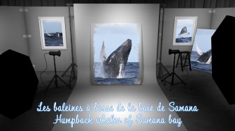 Les baleines à bosse dans la baie de Samana