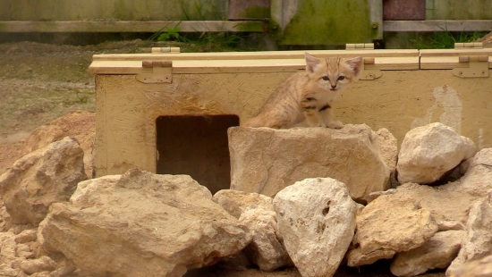 Les chats des sables - compilation n° 1