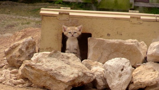 Les chats des sables - compilation n° 2
