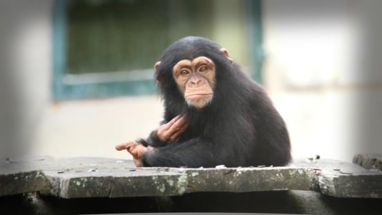 Beauval - Les chimpanzés