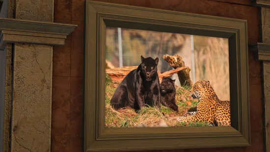 Le musée du jaguar