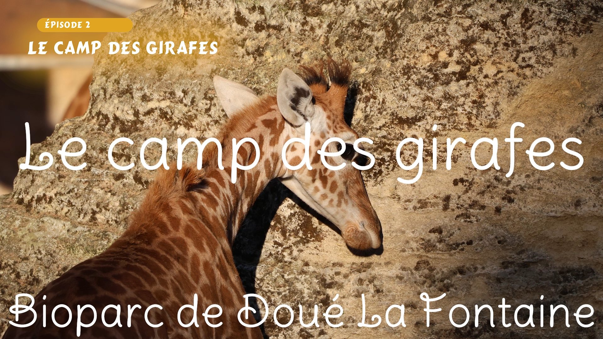 Le camp des girafes - (Bioparc de Doué la Fontaine) Épisode 2