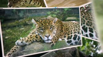 100 Photos de jaguars