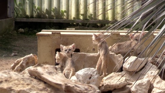 Les chats des sables - compilations de vidéos prises le 05 avril 2025