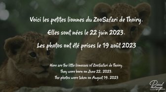 Voici les petites lionnes du ZooSafari de Thoiry