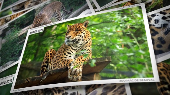 Album 50 photos de Miguel, le jaguar de Beauval