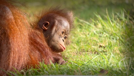 Beauval - Le petit orang-outan né le 12 août 2023