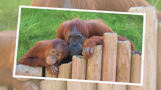 70 photos des orangs-outans de Sumatra