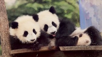 Petite dédicace aux deux petits pandas à l'occasion de leur 1er anniversaire.