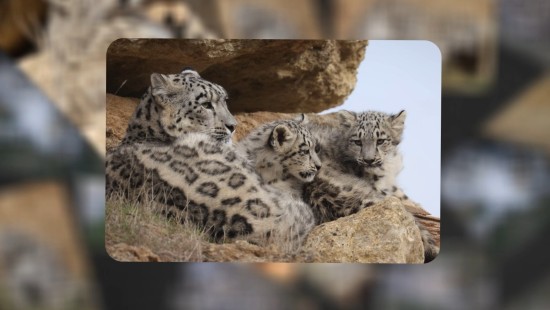 Les panthères des neiges du BioParc de Doué La Fontaine