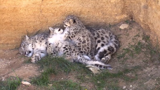 Les panthères des neiges - Snow leopards - Film 01