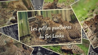 Les petites panthères du Sri Lanka du parc des félins