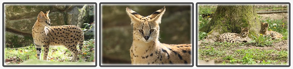 Le serval