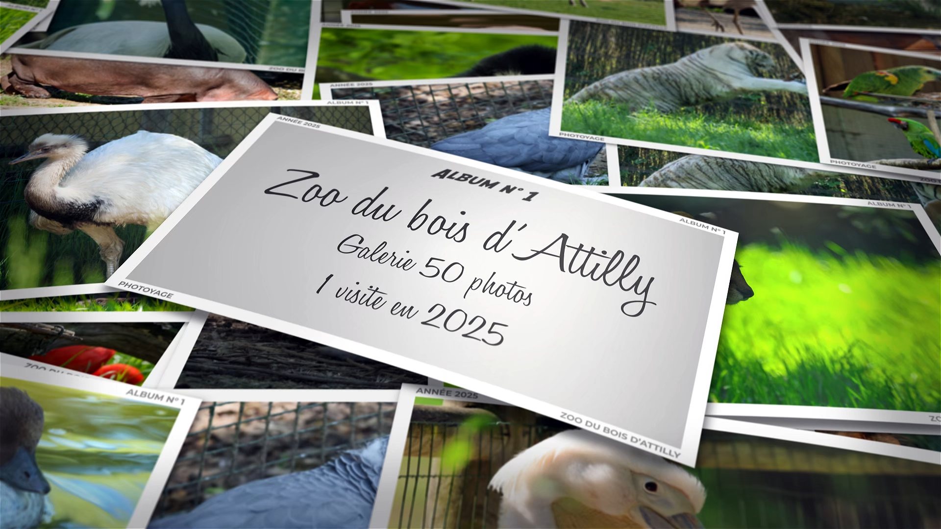 Zoo du bois d'Attilly - Année 2025 - Album 01
