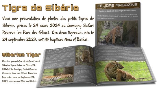 les_tigres_de_siberie_du_lumigny_safari_reserve.mp4_snapshot_00.27.973.jpg