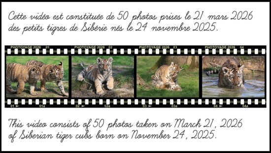 Les petits tigres de Sibérie du Lumigny Safari Reserve - 21 mars 2026 Les petits tigres de Sibérie du Lumigny Safari Reserve - 21 mars 2026