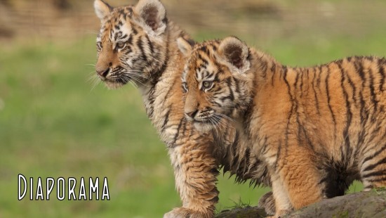 Les petits tigres de Sibérie du Lumigny Safari Reserve - 7 mars 2026 Les petits tigres de Sibérie du Lumigny Safari Reserve - 7 mars 2026