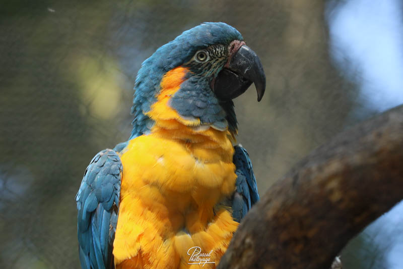 Les oiseaux — free download
