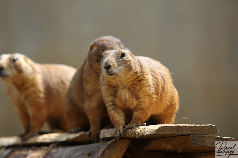 Zoo d'Amnéville