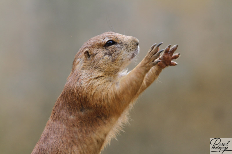 Zoo d'Amnéville