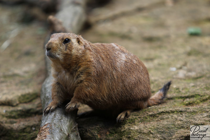 Zoo d'Amnéville