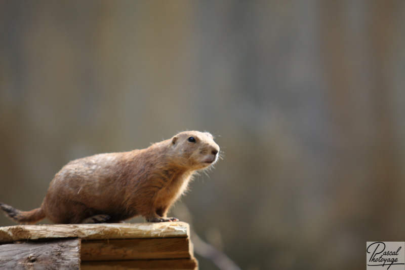 Zoo d'Amnéville