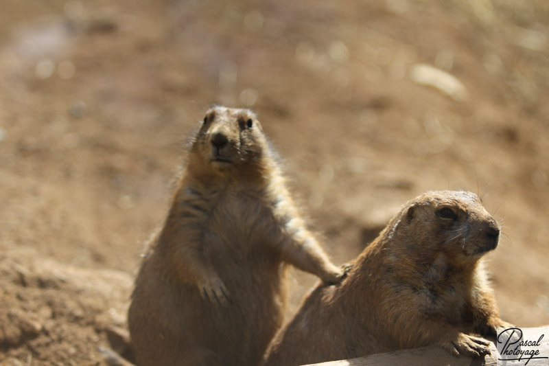 Zoo d'Amnéville