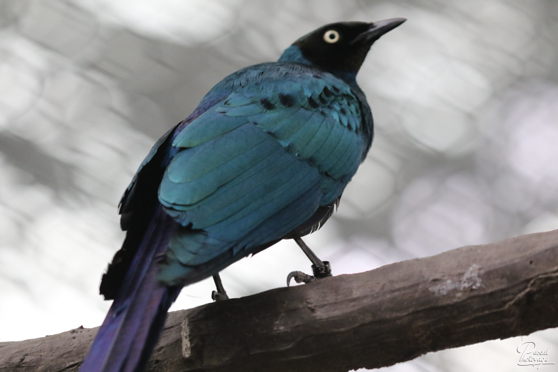 ZooParc de Beauval