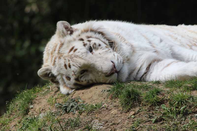 Tigre blanc : taille, description, biotope, habitat, reproduction