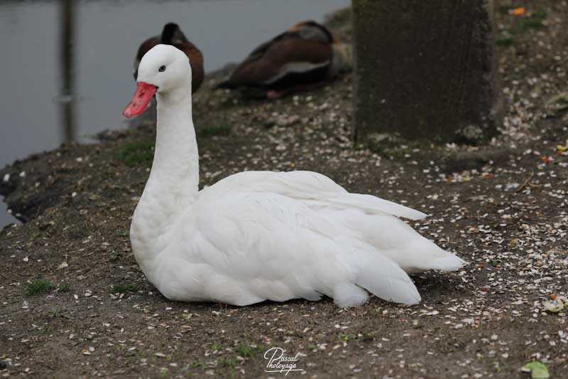 diaporama_cygne_coscoroba_-_01-2.jpg