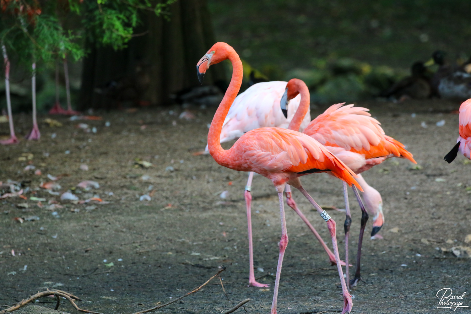 diaporama_flamant_des_caraibes_-_12.jpg