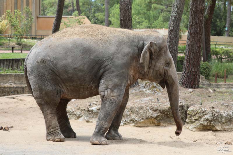 Zoo de La Palmyre