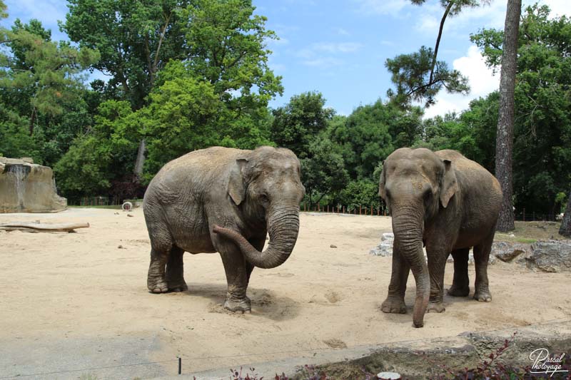 Zoo de La Palmyre