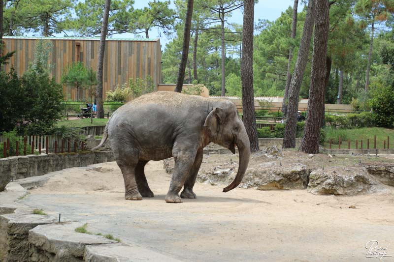 Zoo de La Palmyre